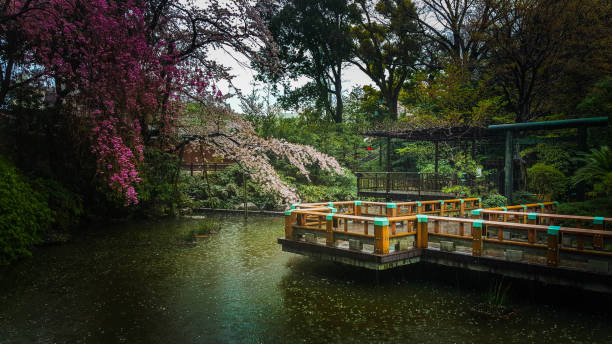 istock Hidden garden in the rain and spring 1088847514