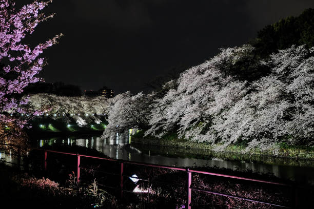 istock Park in Japan During the spring at night 1088847580