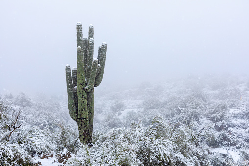 Saguaro cactus with snow and winter landscape scene in the Arizona desert.