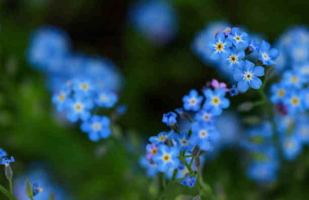 istock blue flowers in the garden 1088858574