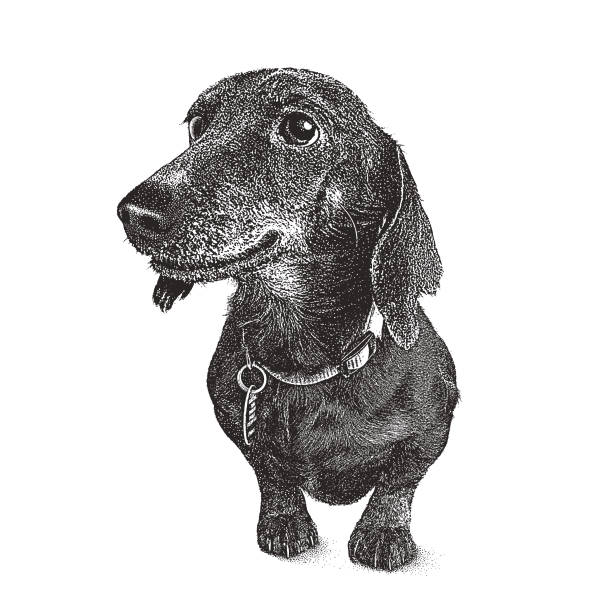 dackel hund im tierheim angenommen werden in der hoffnung - dachshund dog stock-grafiken, -clipart, -cartoons und -symbole