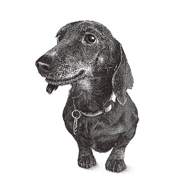 Vector illustration of Dachshund Dog in animal shelter hoping to be adopted