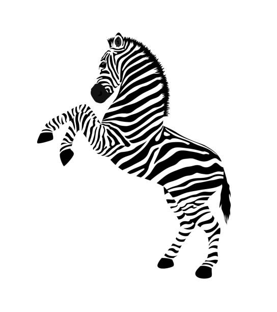 Zebra With Hind Legs Wild Animal Texture Stock Illustration - Download Image Now - Zebra, Animal Head, In Silhouette - iStock Zebra With Hind Legs Wild Animal Texture Stock Illustration - Download Image Now - Zebra, Animal Head, In Silhouette - iStock