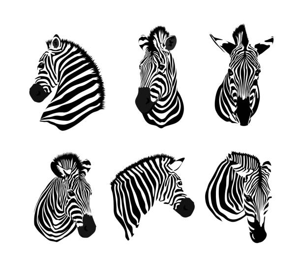 Set of zebras head. Savannah animal ornament. Wild animal texture. Striped black and white. Vector illustration isolated on white background. zebra stock illustrations