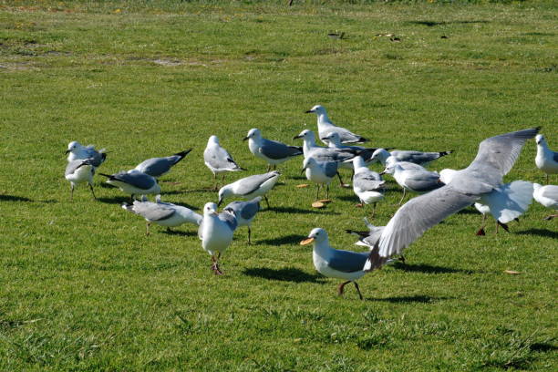 istock Flock of Hartlaub's gulls 1088868214