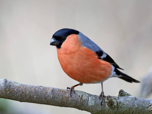 istock Eurasian bullfinch (Pyrrhula pyrrhula) 1088880764