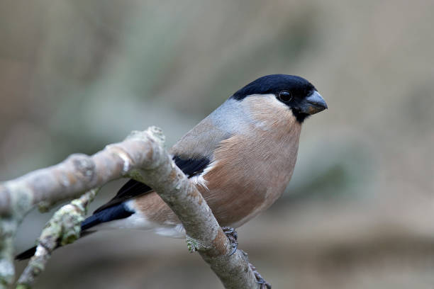istock Eurasian bullfinch (Pyrrhula pyrrhula) 1088881950