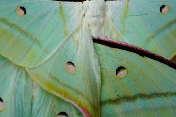 istock Butterfly farm for making painting. 1088882602