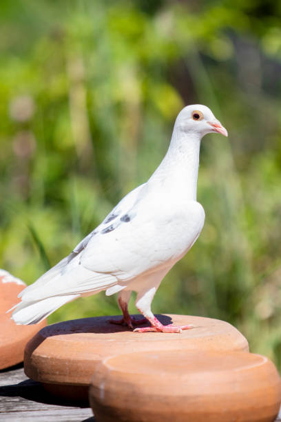 istock white feather of homing pigeon bird 1088884702