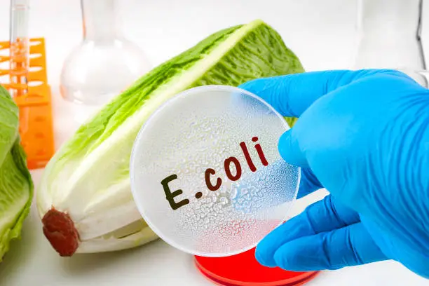 Photo of E. coli outbreak concept theme with scientist testing romaine lettuce for Escherichia coli bacteria in a lab, surrounded by chemistry flask and test tube and wearing blue latex protective gloves