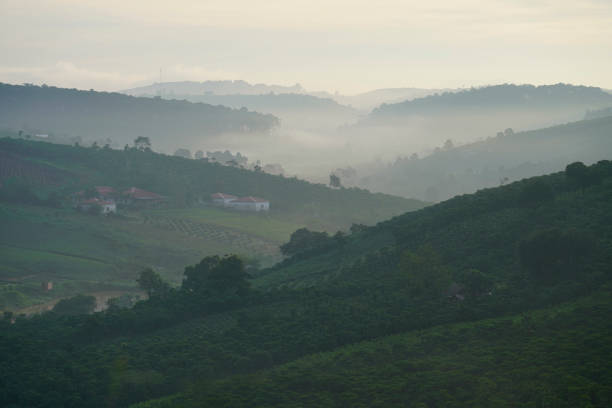 istock Coffee farm in Bao Loc, Vietnam. 1088886318