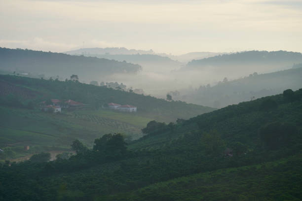 istock Coffee farm in Bao Loc, Vietnam. 1088886320