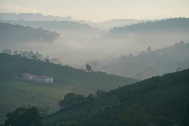 istock Coffee farm in Bao Loc, Vietnam. 1088886322
