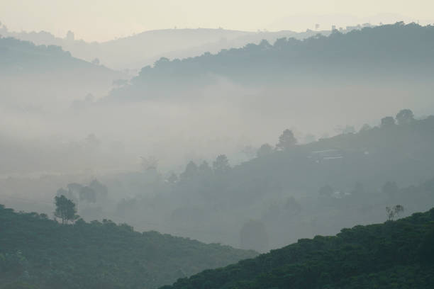 A coffee hill at early morning in Bao Loc,  Lam Dong Province, Vietnam.