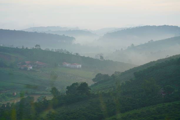 istock Coffee farm in Bao Loc, Vietnam. 1088886746