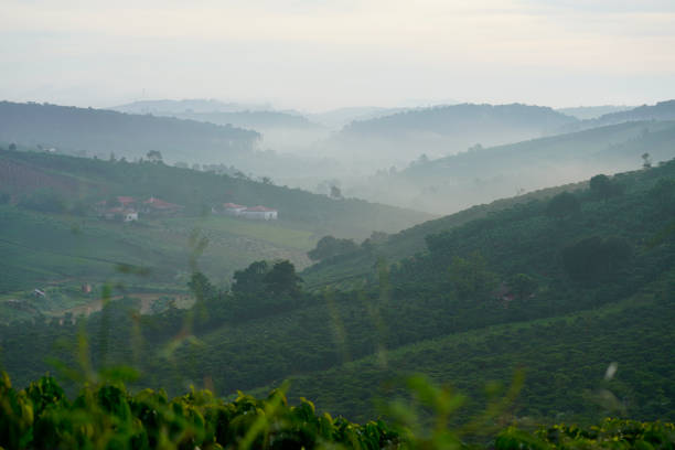 istock Coffee farm in Bao Loc, Vietnam. 1088886778