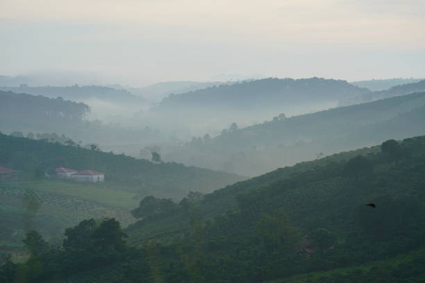 istock Coffee farm in Bao Loc, Vietnam. 1088886790
