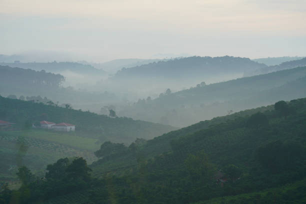 istock Coffee farm in Bao Loc, Vietnam. 1088886792