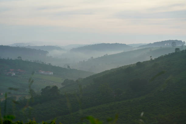 istock Coffee farm in Bao Loc, Vietnam. 1088886838