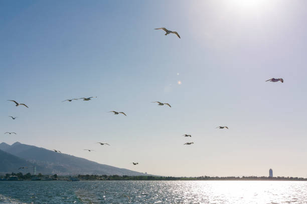 istock seagull, beautiful in nature animal photograph 1088891752