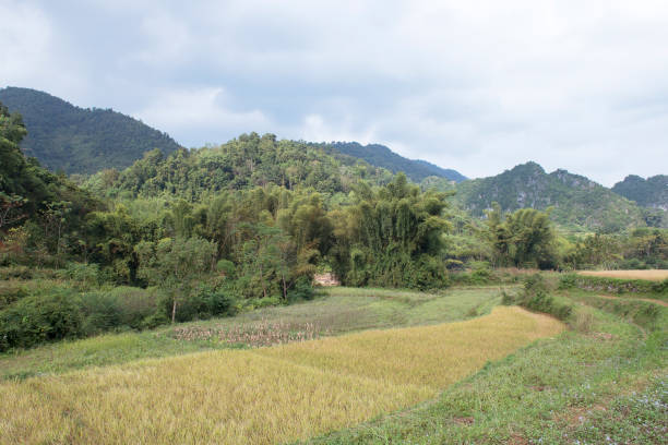 istock Green and yellow rice fields and karst 1088897910