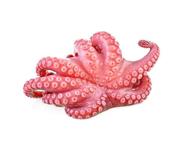 istock Tentacles of octopus isolated on white background 1088898932
