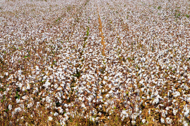 istock Cotton bud crop - landscape with copy space 1088900788