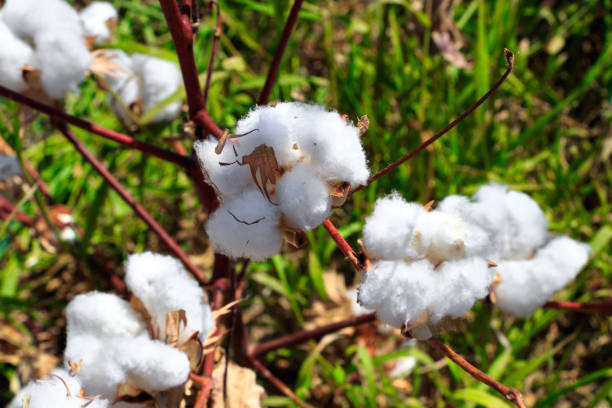 istock Cotton bud crop - landscape with copy space 1088900922