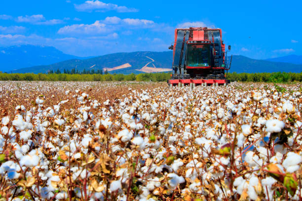 Cotton fields ready for harvesting stock photo