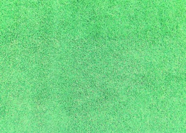 istock surface of greensward. 1088902240