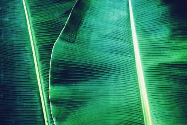 istock Green banana leaf texture, green tropical pattern background concept 1088903008