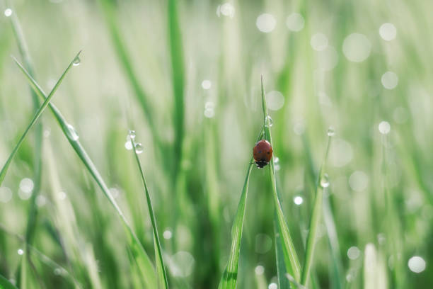istock Ladybug on a blade of grass in the rays of morning light 1088903568