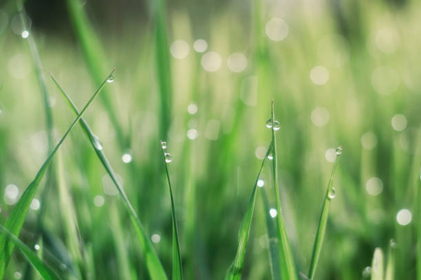 istock Green grass is covered with drops of morning dew. Light forms a 1088903600