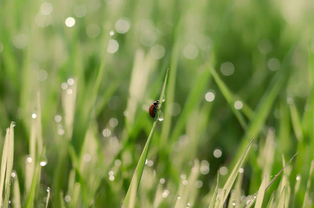 istock Ladybug crawling on the grass in drops of dew 1088903718