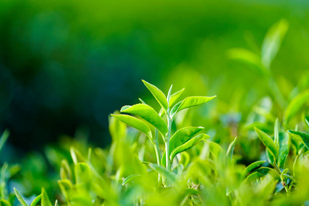 istock Green tea leaves in a tea plantation 1088904818