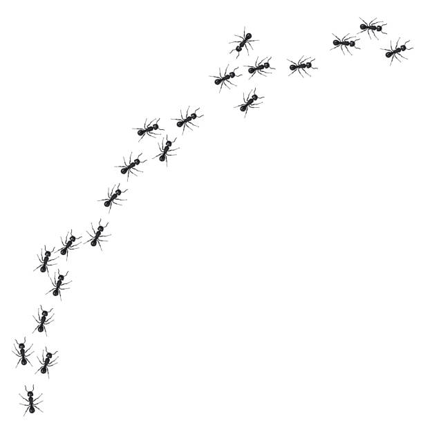 eine reihe von ameisen marschieren auf der suche nach nahrung. vektor-illustration - ameise stock-grafiken, -clipart, -cartoons und -symbole