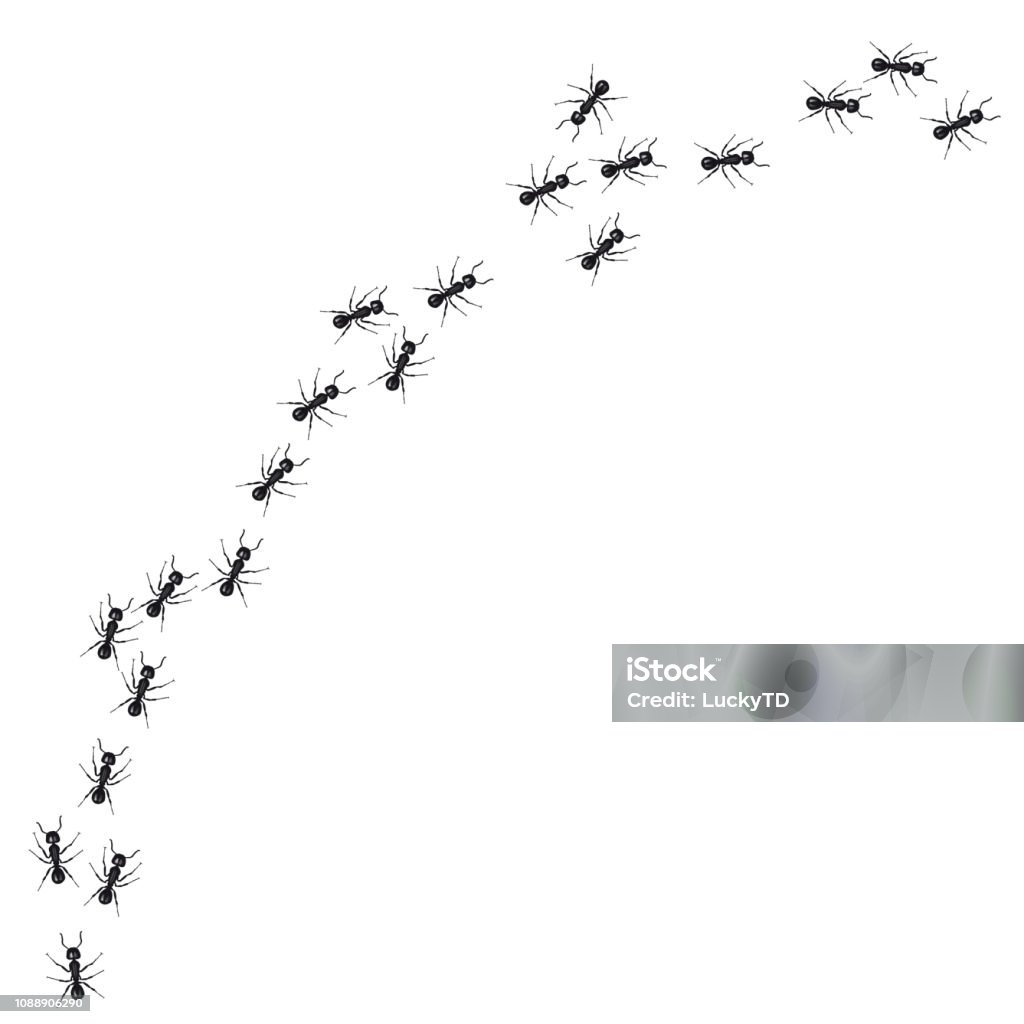 A line of worker ants marching in search of food. Vector illustration Ant stock vector