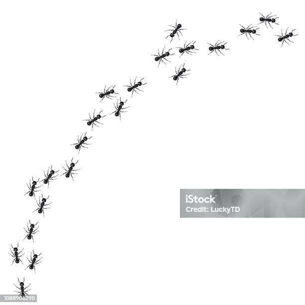 A Line Of Worker Ants Marching In Search Of Food Vector Illustration Stock Illustration - Download Image Now