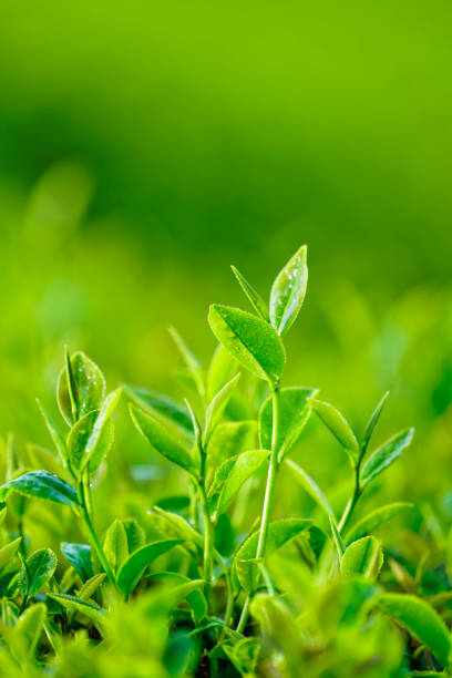 istock Tea leaves in Bao Loc, Vietnam. 1088906392