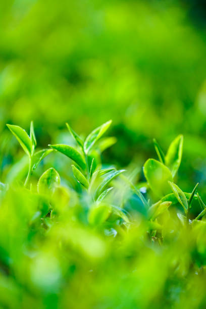 istock Tea leaves in Bao Loc, Vietnam. 1088906752