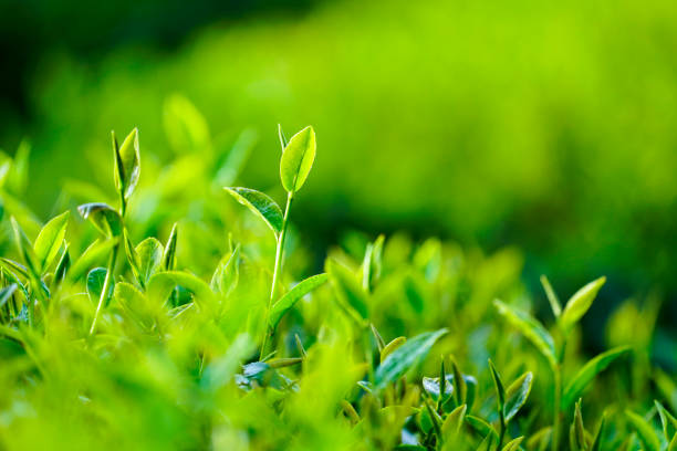 istock Tea leaves in Bao Loc, Vietnam. 1088906914