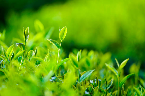 istock Tea leaves in Bao Loc, Vietnam. 1088906918