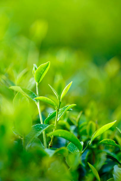 istock Tea leaves in Bao Loc, Vietnam. 1088907046