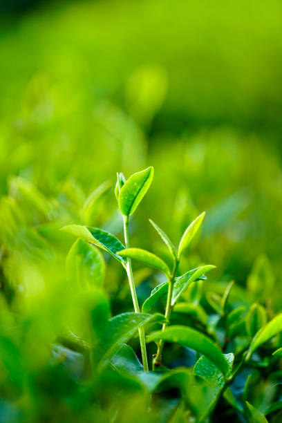 istock Tea leaves in Bao Loc, Vietnam. 1088907052