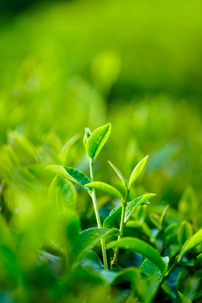 istock Tea leaves in Bao Loc, Vietnam. 1088907056