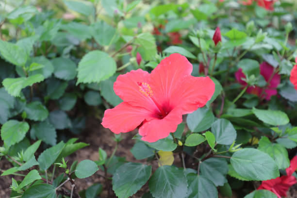 istock a Hibiscus flower with nature back ground 1088907216