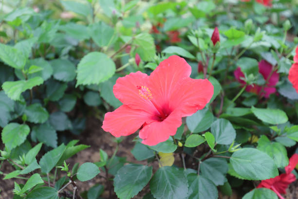 istock a Hibiscus flower with nature back ground 1088907232