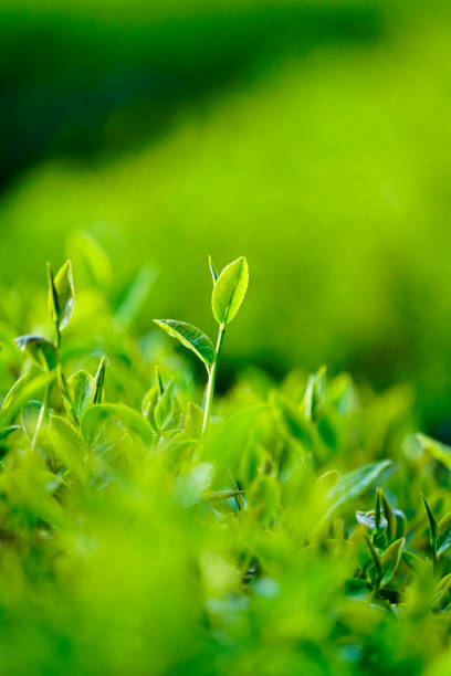 istock Tea leaves in Bao Loc, Vietnam. 1088907240