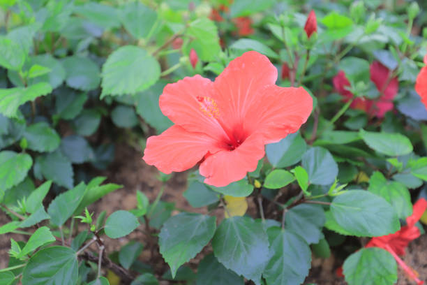 istock a Hibiscus flower with nature back ground 1088907244