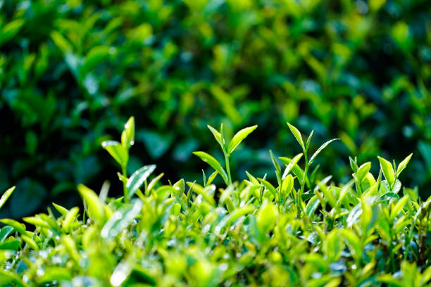 istock Tea leaves in Bao Loc, Vietnam. 1088907740